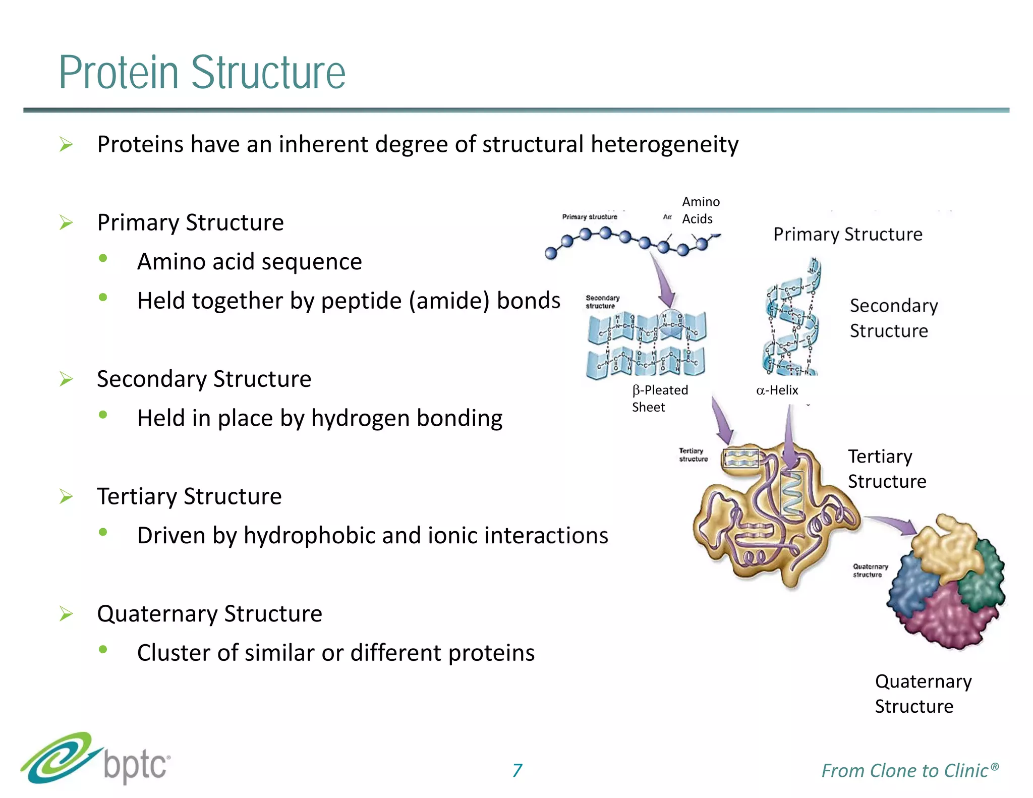 Protein Structure 
 Proteins have an inherent degree of structural heterogeneity 
 Primary Structure 
• Amino acid sequence 
• Held together by peptide (amide) bonds 
 Secondary Structure 
• Held in place by hydrogen bonding 
 Tertiary Structure 
• Driven by hydrophobic and ionic interactions 
 Quaternary Structure 
• Cluster of similar or different proteins 
Primary Structure 
Secondary 
Structure 
Tertiary 
Structure 
Quaternary 
Structure 
Amino 
Acids 
‐Pleated 
Sheet 
‐Helix 
7 From Clone to Clinic® 
 