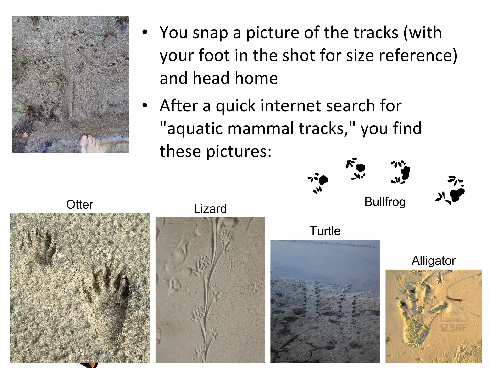 • You snap a picture of the tracks (with
          your foot in the shot for size reference)
          and head home
        • After a quick internet search for
          "aquatic mammal tracks," you find
          these pictures:

Otter                                  Bullfrog
               Lizard
                              Turtle

                                                  Alligator
 