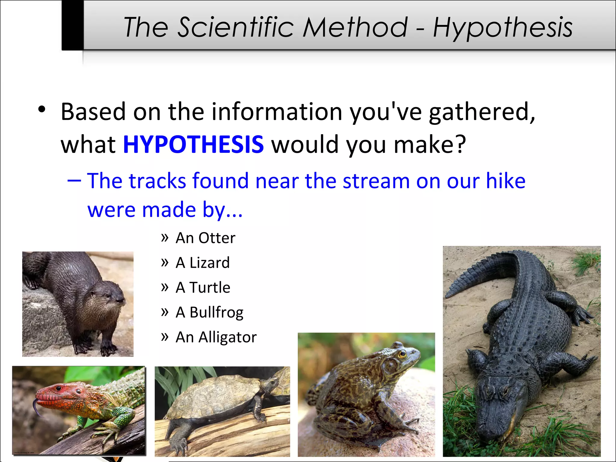 The Scientific Method - Hypothesis

• Based on the information you've gathered,
  what HYPOTHESIS would you make?
  – The tracks found near the stream on our hike
    were made by...
           »   An Otter
           »   A Lizard
           »   A Turtle
           »   A Bullfrog
           »   An Alligator
 