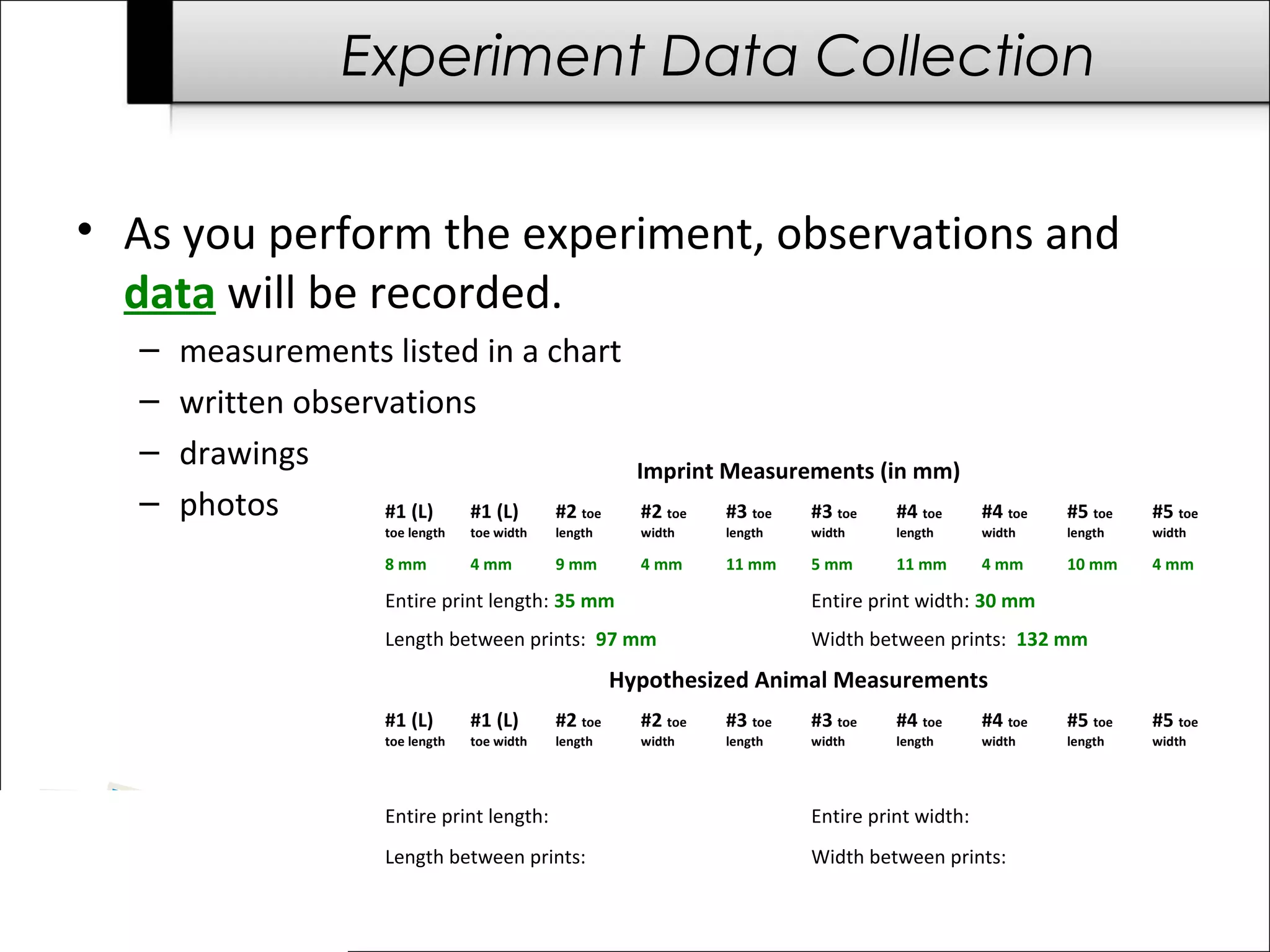 Experiment Data Collection


• As you perform the experiment, observations and
  data will be recorded.
  –   measurements listed in a chart
  –   written observations
  –   drawings                                          Imprint Measurements (in mm)
  –   photos        #1 (L) #1 (L) #2            toe     #2 toe   #3 toe   #3 toe    #4 toe      #4 toe   #5 toe   #5 toe
                   toe length   toe width   length      width    length   width     length      width    length   width

                   8 mm         4 mm        9 mm        4 mm     11 mm    5 mm      11 mm       4 mm     10 mm    4 mm

                   Entire print length: 35 mm                             Entire print width: 30 mm
                   Length between prints: 97 mm                           Width between prints: 132 mm
                                                      Hypothesized Animal Measurements
                   #1 (L)       #1 (L)      #2 toe      #2 toe   #3 toe   #3 toe    #4 toe      #4 toe   #5 toe   #5 toe
                   toe length   toe width   length      width    length   width     length      width    length   width




                   Entire print length:                                   Entire print width:
                   Length between prints:                                 Width between prints:
 
