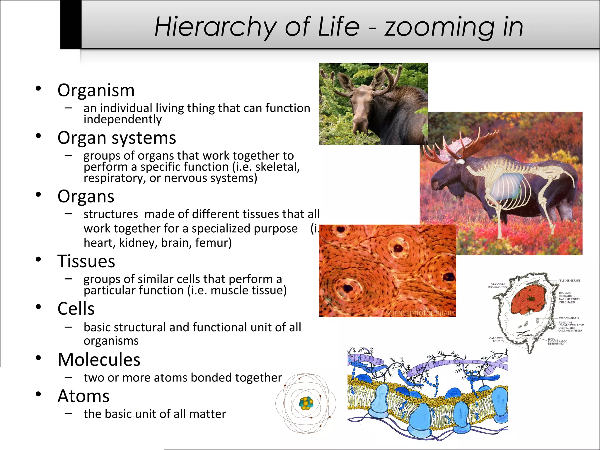 Hierarchy of Life - zooming in

• Organism
   – an individual living thing that can function
     independently
• Organ systems
   – groups of organs that work together to
     perform a specific function (i.e. skeletal,
     respiratory, or nervous systems)
• Organs
   – structures made of different tissues that all
     work together for a specialized purpose (i.e.
     heart, kidney, brain, femur)
• Tissues
   – groups of similar cells that perform a
     particular function (i.e. muscle tissue)
• Cells
   – basic structural and functional unit of all
     organisms
• Molecules
   – two or more atoms bonded together
• Atoms
   – the basic unit of all matter
 
