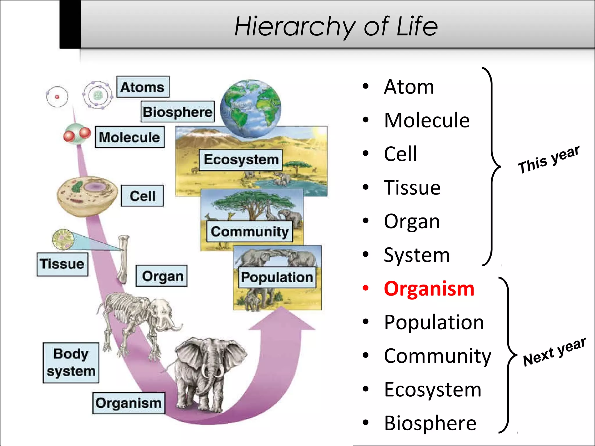 Hierarchy of Life

          •   Atom
          •   Molecule
          •   Cell             s ye
                                    ar
                           Thi
          •   Tissue
          •   Organ
          •   System
          •   Organism
          •   Population
                                   ar
          •   Community        t ye
                           Nex
          •   Ecosystem
          •   Biosphere
 