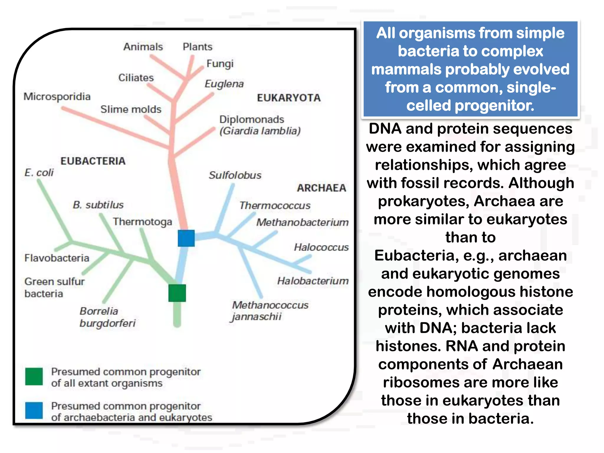 All organisms from simple
    bacteria to complex
mammals probably evolved
 from a common, single-
     celled progenitor.
DNA and protein sequences
were examined for assigning
 relationships, which agree
with fossil records. Although
 prokaryotes, Archaea are
 more similar to eukaryotes
            than to
 Eubacteria, e.g., archaean
  and eukaryotic genomes
encode homologous histone
  proteins, which associate
   with DNA; bacteria lack
 histones. RNA and protein
  components of Archaean
   ribosomes are more like
  those in eukaryotes than
      those in bacteria.
 