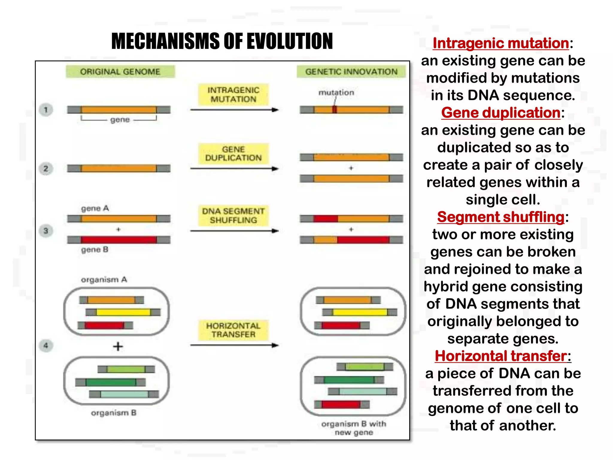 MECHANISMS OF EVOLUTION     Intragenic mutation:
                          an existing gene can be
                           modified by mutations
                            in its DNA sequence.
                              Gene duplication:
                          an existing gene can be
                             duplicated so as to
                          create a pair of closely
                           related genes within a
                                   single cell.
                             Segment shuffling:
                            two or more existing
                            genes can be broken
                          and rejoined to make a
                          hybrid gene consisting
                           of DNA segments that
                           originally belonged to
                               separate genes.
                             Horizontal transfer:
                          a piece of DNA can be
                            transferred from the
                           genome of one cell to
                                that of another.
 