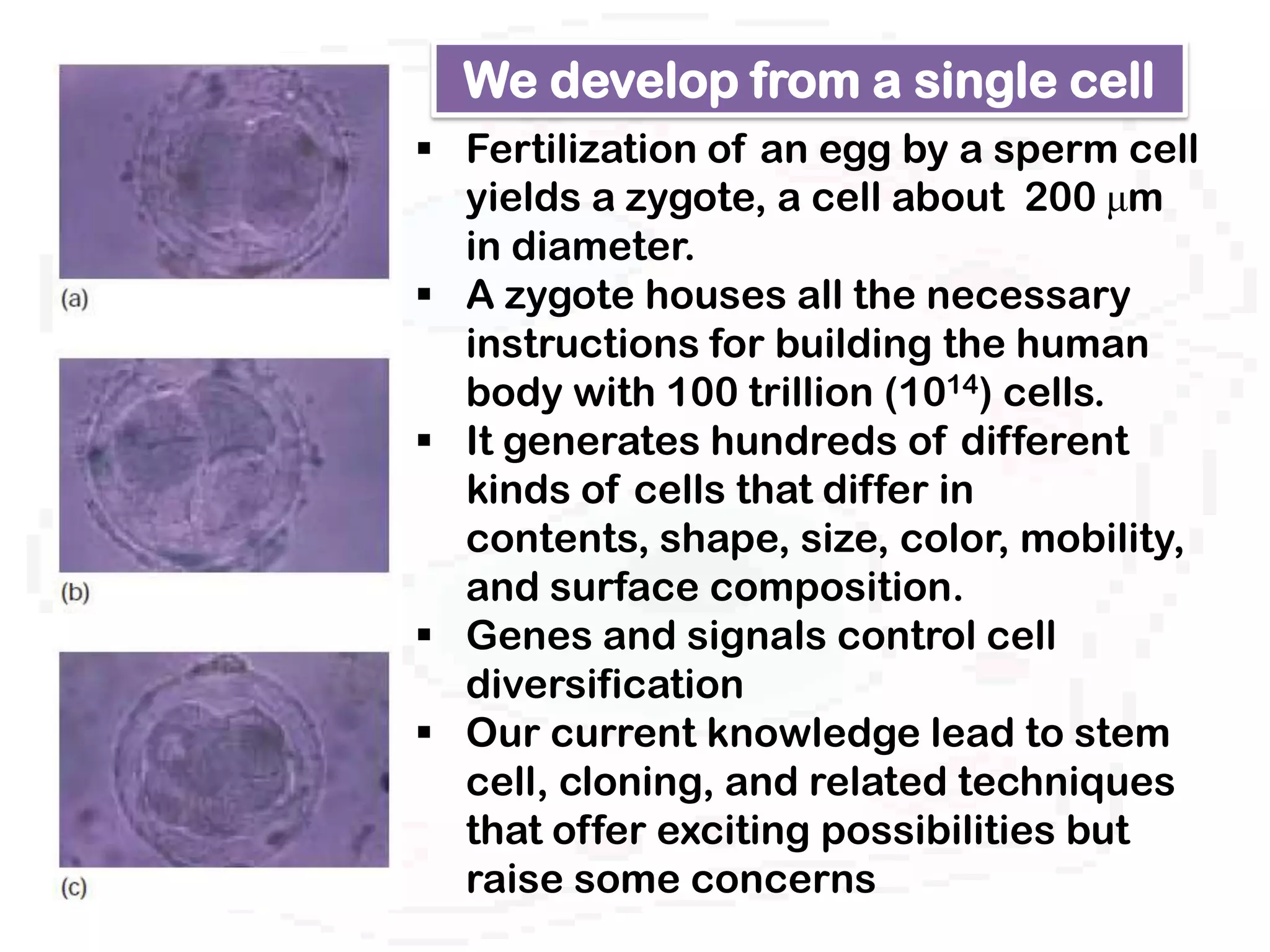 We develop from a single cell
 Fertilization of an egg by a sperm cell
  yields a zygote, a cell about 200 μm
  in diameter.
 A zygote houses all the necessary
  instructions for building the human
  body with 100 trillion (1014) cells.
 It generates hundreds of different
  kinds of cells that differ in
  contents, shape, size, color, mobility,
  and surface composition.
 Genes and signals control cell
  diversification
 Our current knowledge lead to stem
  cell, cloning, and related techniques
  that offer exciting possibilities but
  raise some concerns
 
