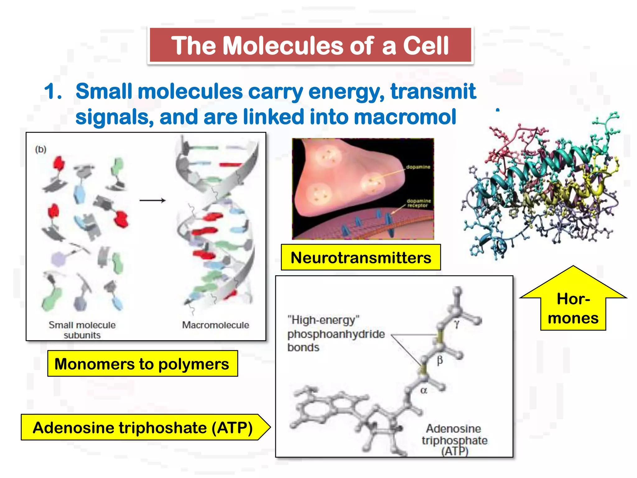 The Molecules of a Cell
 1. Small molecules carry energy, transmit
    signals, and are linked into macromolecules.




                              Neurotransmitters

                                                    Hor-
                                                   mones

  Monomers to polymers



Adenosine triphoshate (ATP)
 