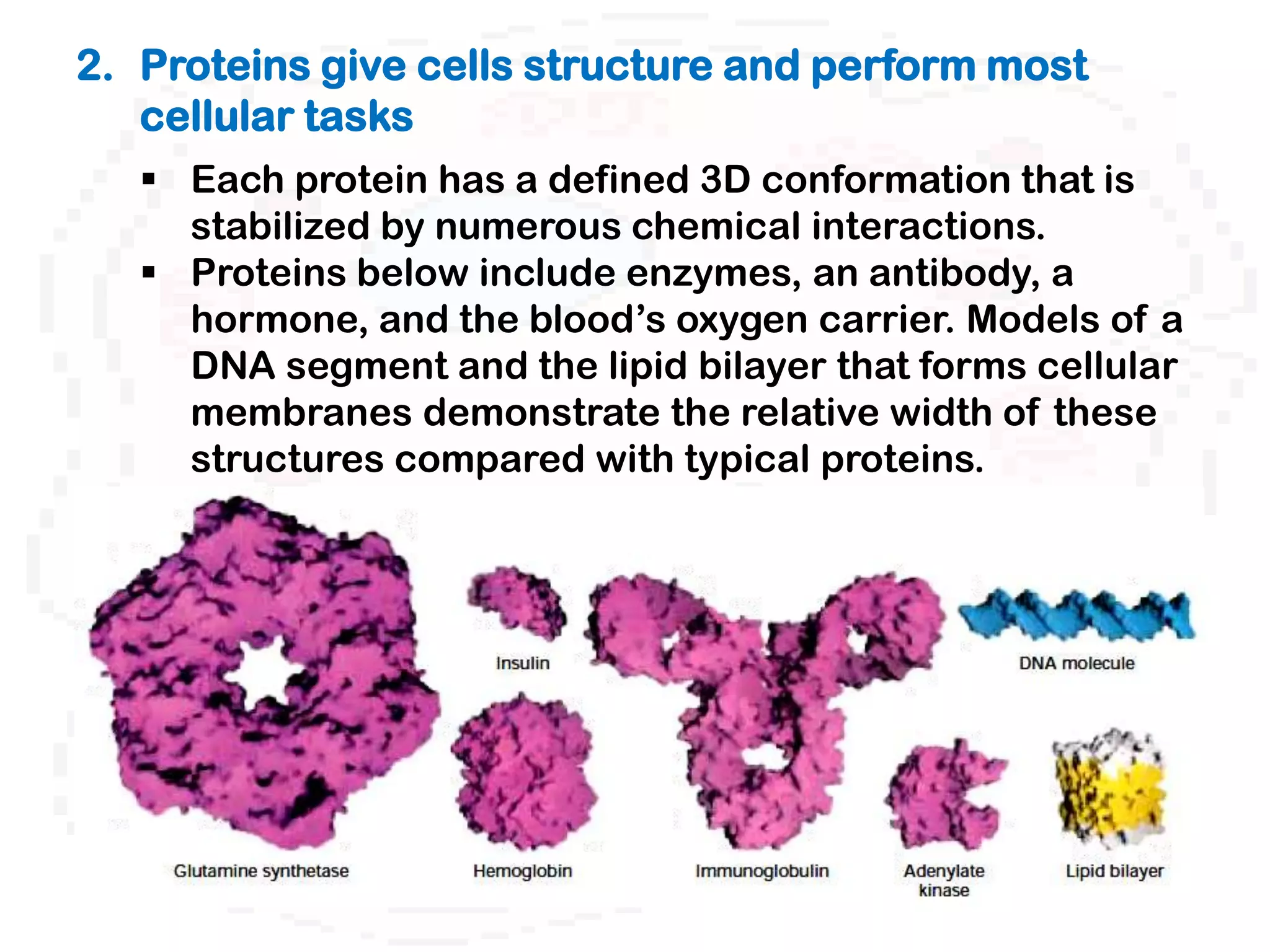 2. Proteins give cells structure and perform most
   cellular tasks
    Each protein has a defined 3D conformation that is
     stabilized by numerous chemical interactions.
    Proteins below include enzymes, an antibody, a
     hormone, and the blood’s oxygen carrier. Models of a
     DNA segment and the lipid bilayer that forms cellular
     membranes demonstrate the relative width of these
     structures compared with typical proteins.
 