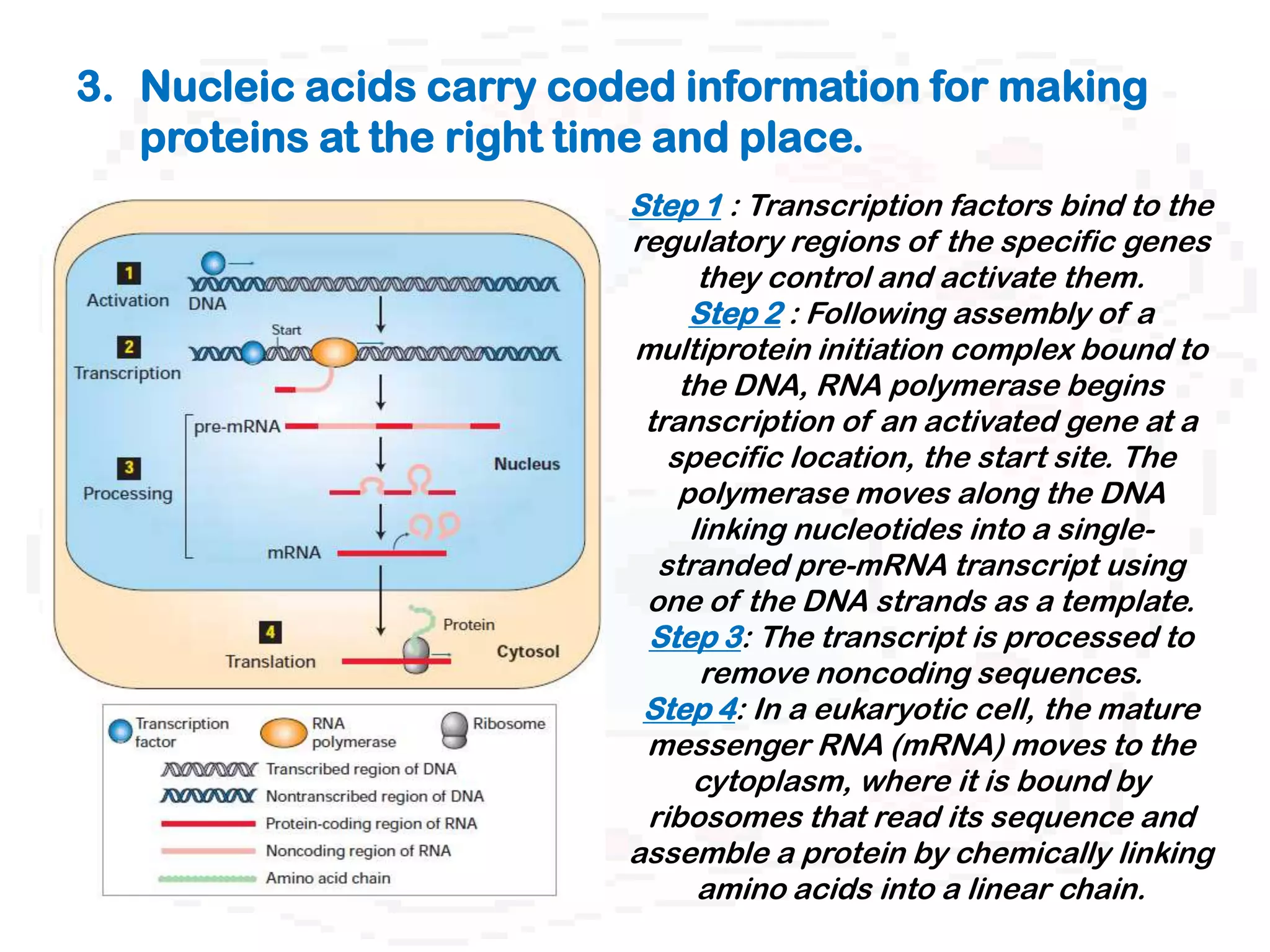 3. Nucleic acids carry coded information for making
   proteins at the right time and place.
                          Step 1 : Transcription factors bind to the
                          regulatory regions of the specific genes
                                they control and activate them.
                               Step 2 : Following assembly of a
                          multiprotein initiation complex bound to
                              the DNA, RNA polymerase begins
                           transcription of an activated gene at a
                             specific location, the start site. The
                              polymerase moves along the DNA
                               linking nucleotides into a single-
                            stranded pre-mRNA transcript using
                           one of the DNA strands as a template.
                           Step 3: The transcript is processed to
                                remove noncoding sequences.
                           Step 4: In a eukaryotic cell, the mature
                           messenger RNA (mRNA) moves to the
                               cytoplasm, where it is bound by
                           ribosomes that read its sequence and
                          assemble a protein by chemically linking
                                amino acids into a linear chain.
 