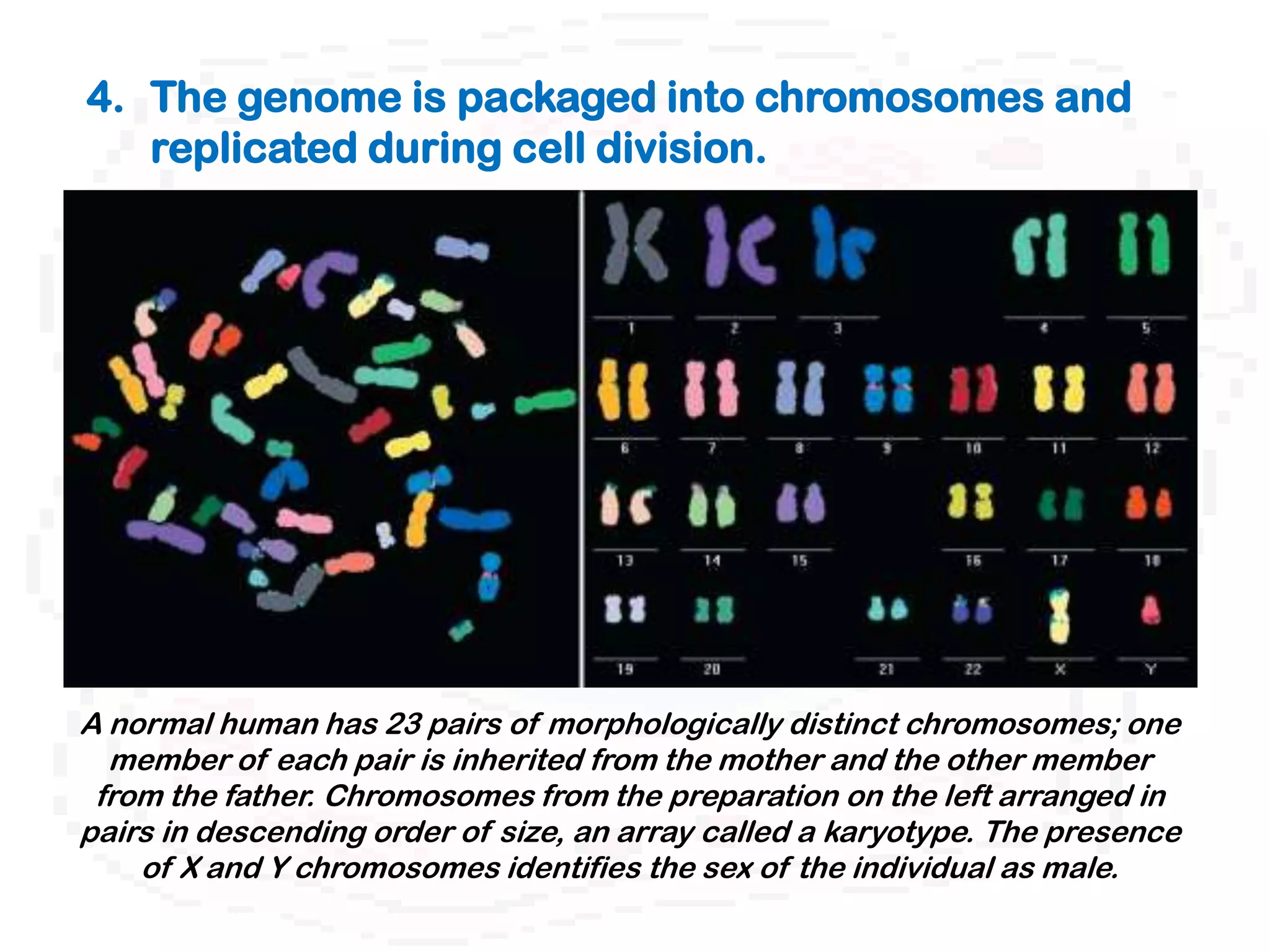4. The genome is packaged into chromosomes and
   replicated during cell division.




A normal human has 23 pairs of morphologically distinct chromosomes; one
  member of each pair is inherited from the mother and the other member
 from the father. Chromosomes from the preparation on the left arranged in
pairs in descending order of size, an array called a karyotype. The presence
    of X and Y chromosomes identifies the sex of the individual as male.
 