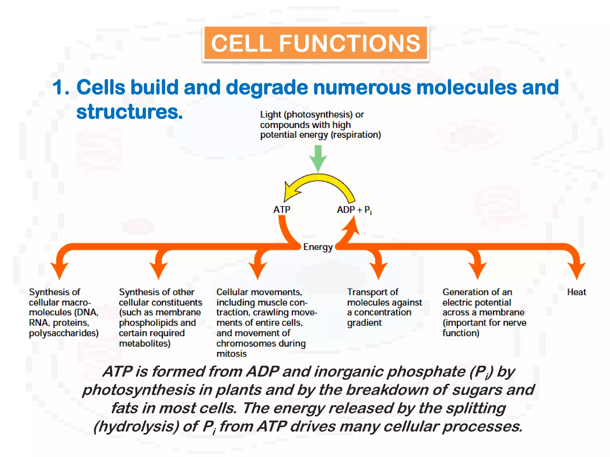 CELL FUNCTIONS
1. Cells build and degrade numerous molecules and
   structures.




    ATP is formed from ADP and inorganic phosphate (Pi) by
  photosynthesis in plants and by the breakdown of sugars and
     fats in most cells. The energy released by the splitting
   (hydrolysis) of Pi from ATP drives many cellular processes.
 