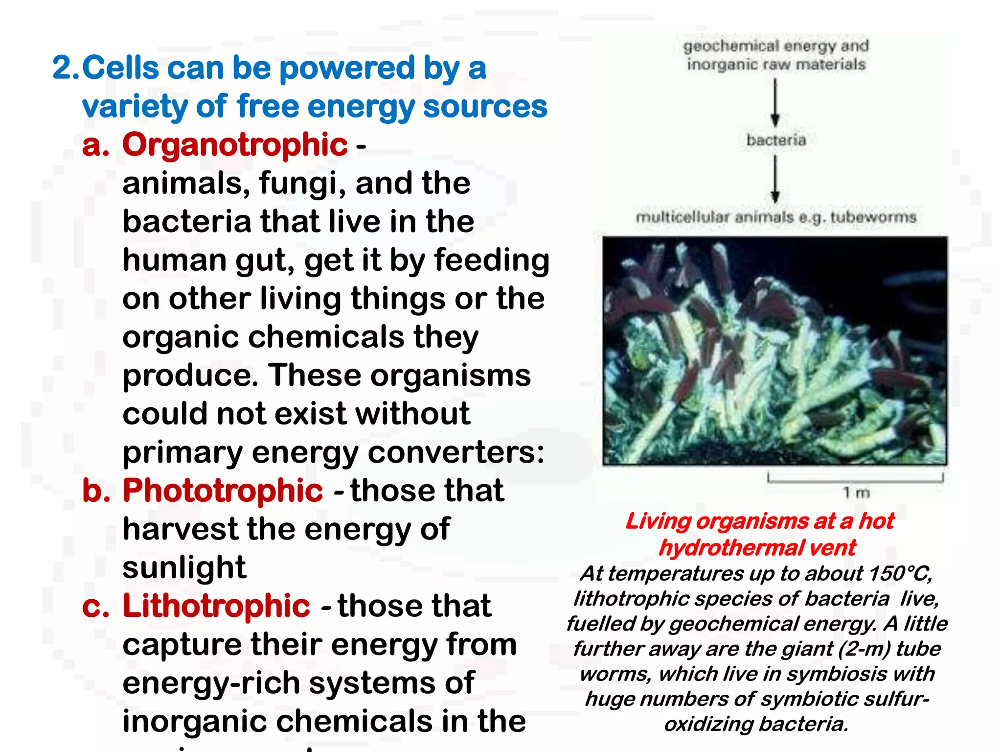 2.Cells can be powered by a
  variety of free energy sources
  a. Organotrophic -
     animals, fungi, and the
     bacteria that live in the
     human gut, get it by feeding
     on other living things or the
     organic chemicals they
     produce. These organisms
     could not exist without
     primary energy converters:
  b. Phototrophic - those that
     harvest the energy of                 Living organisms at a hot
                                              hydrothermal vent
     sunlight                          At temperatures up to about 150°C,
  c. Lithotrophic - those that        lithotrophic species of bacteria live,
                                     fuelled by geochemical energy. A little
     capture their energy from        further away are the giant (2-m) tube
                                       worms, which live in symbiosis with
     energy-rich systems of             huge numbers of symbiotic sulfur-
     inorganic chemicals in the                oxidizing bacteria.
 