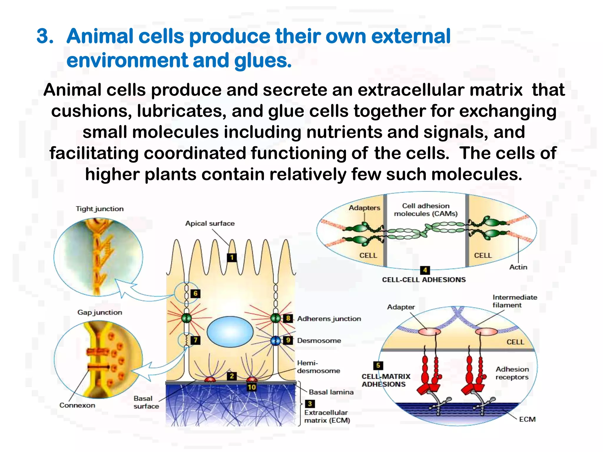 3. Animal cells produce their own external
   environment and glues.
Animal cells produce and secrete an extracellular matrix that
 cushions, lubricates, and glue cells together for exchanging
     small molecules including nutrients and signals, and
 facilitating coordinated functioning of the cells. The cells of
      higher plants contain relatively few such molecules.
 