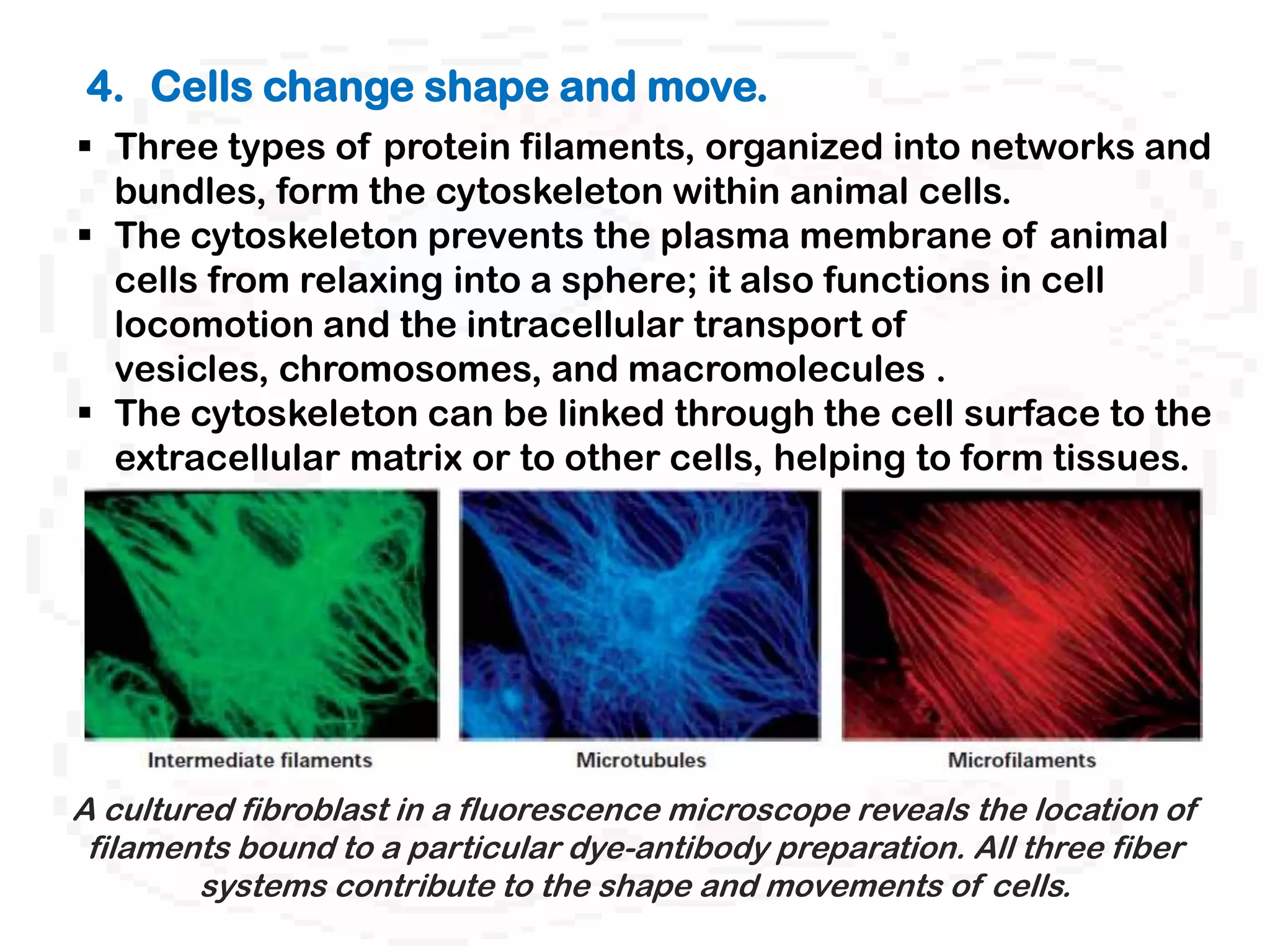 4. Cells change shape and move.
 Three types of protein filaments, organized into networks and
  bundles, form the cytoskeleton within animal cells.
 The cytoskeleton prevents the plasma membrane of animal
  cells from relaxing into a sphere; it also functions in cell
  locomotion and the intracellular transport of
  vesicles, chromosomes, and macromolecules .
 The cytoskeleton can be linked through the cell surface to the
  extracellular matrix or to other cells, helping to form tissues.




A cultured fibroblast in a fluorescence microscope reveals the location of
 filaments bound to a particular dye-antibody preparation. All three fiber
        systems contribute to the shape and movements of cells.
 
