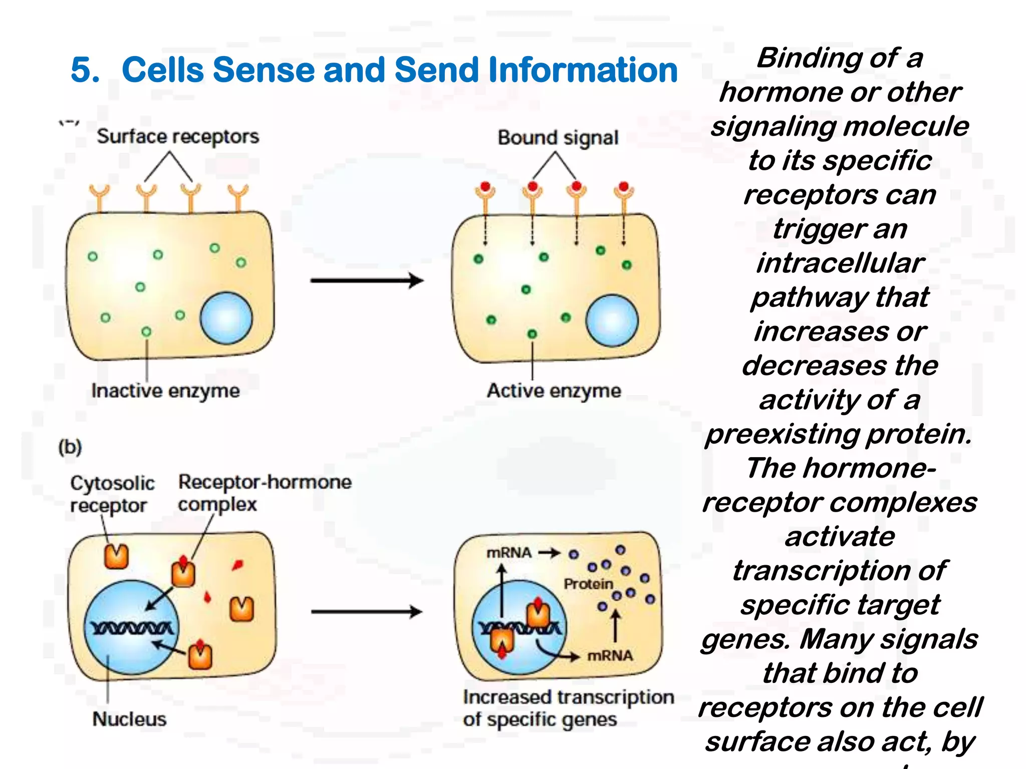 5. Cells Sense and Send Information        Binding of a
                                        hormone or other
                                       signaling molecule
                                          to its specific
                                          receptors can
                                             trigger an
                                           intracellular
                                           pathway that
                                           increases or
                                          decreases the
                                            activity of a
                                       preexisting protein.
                                          The hormone-
                                      receptor complexes
                                              activate
                                         transcription of
                                          specific target
                                      genes. Many signals
                                            that bind to
                                      receptors on the cell
                                       surface also act, by
 