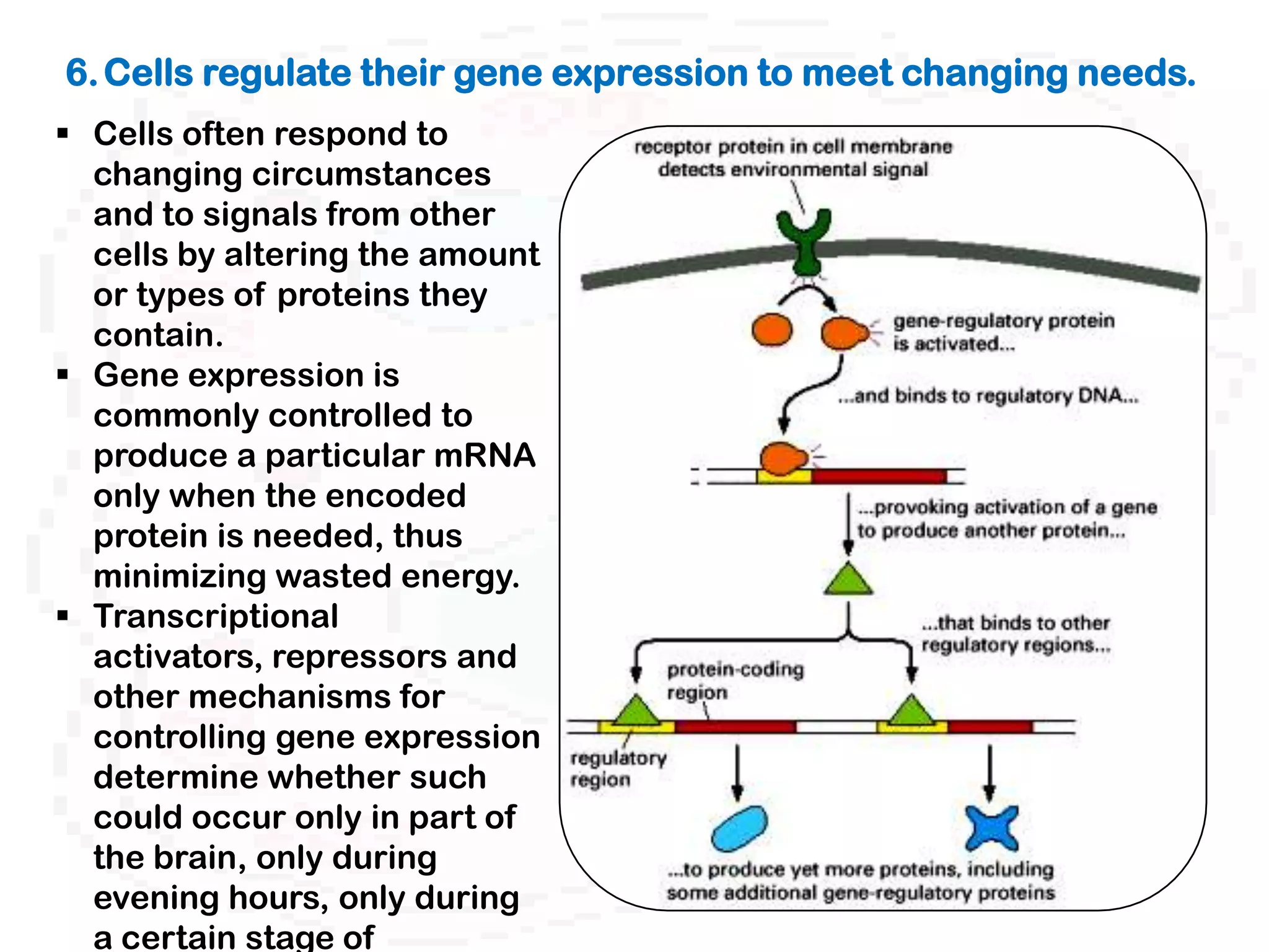 6. Cells regulate their gene expression to meet changing needs.
 Cells often respond to
  changing circumstances
  and to signals from other
  cells by altering the amount
  or types of proteins they
  contain.
 Gene expression is
  commonly controlled to
  produce a particular mRNA
  only when the encoded
  protein is needed, thus
  minimizing wasted energy.
 Transcriptional
  activators, repressors and
  other mechanisms for
  controlling gene expression
  determine whether such
  could occur only in part of
  the brain, only during
  evening hours, only during
  a certain stage of
 