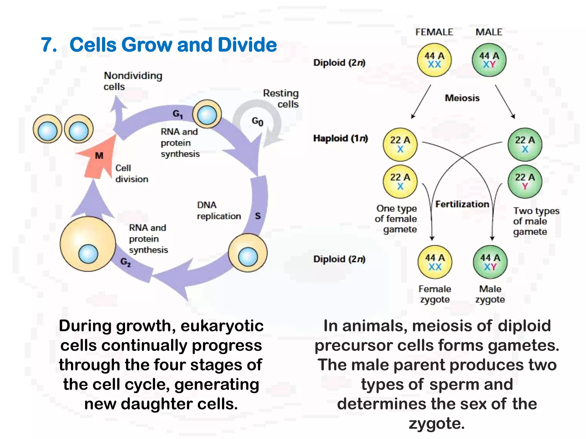 7. Cells Grow and Divide




 During growth, eukaryotic      In animals, meiosis of diploid
 cells continually progress    precursor cells forms gametes.
 through the four stages of    The male parent produces two
  the cell cycle, generating         types of sperm and
     new daughter cells.          determines the sex of the
                                           zygote.
 