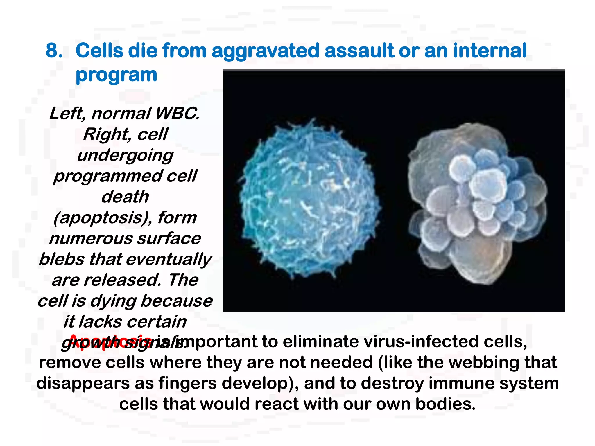 8. Cells die from aggravated assault or an internal
    program
 Left, normal WBC.
       Right, cell
      undergoing
  programmed cell
         death
  (apoptosis), form
 numerous surface
blebs that eventually
 are released. The
cell is dying because
   it lacks certain
    Apoptosis is important to eliminate virus-infected cells,
   growth signals.
remove cells where they are not needed (like the webbing that
disappears as fingers develop), and to destroy immune system
         cells that would react with our own bodies.
 