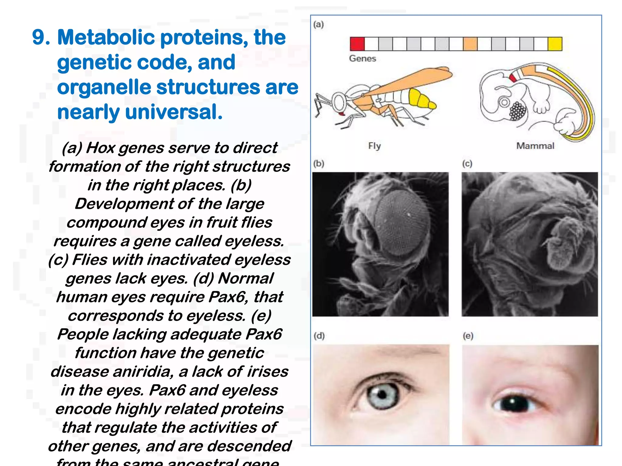 9. Metabolic proteins, the
   genetic code, and
   organelle structures are
   nearly universal.
   (a) Hox genes serve to direct
 formation of the right structures
       in the right places. (b)
     Development of the large
    compound eyes in fruit flies
  requires a gene called eyeless.
 (c) Flies with inactivated eyeless
    genes lack eyes. (d) Normal
  human eyes require Pax6, that
    corresponds to eyeless. (e)
   People lacking adequate Pax6
     function have the genetic
 disease aniridia, a lack of irises
   in the eyes. Pax6 and eyeless
  encode highly related proteins
   that regulate the activities of
 other genes, and are descended
 