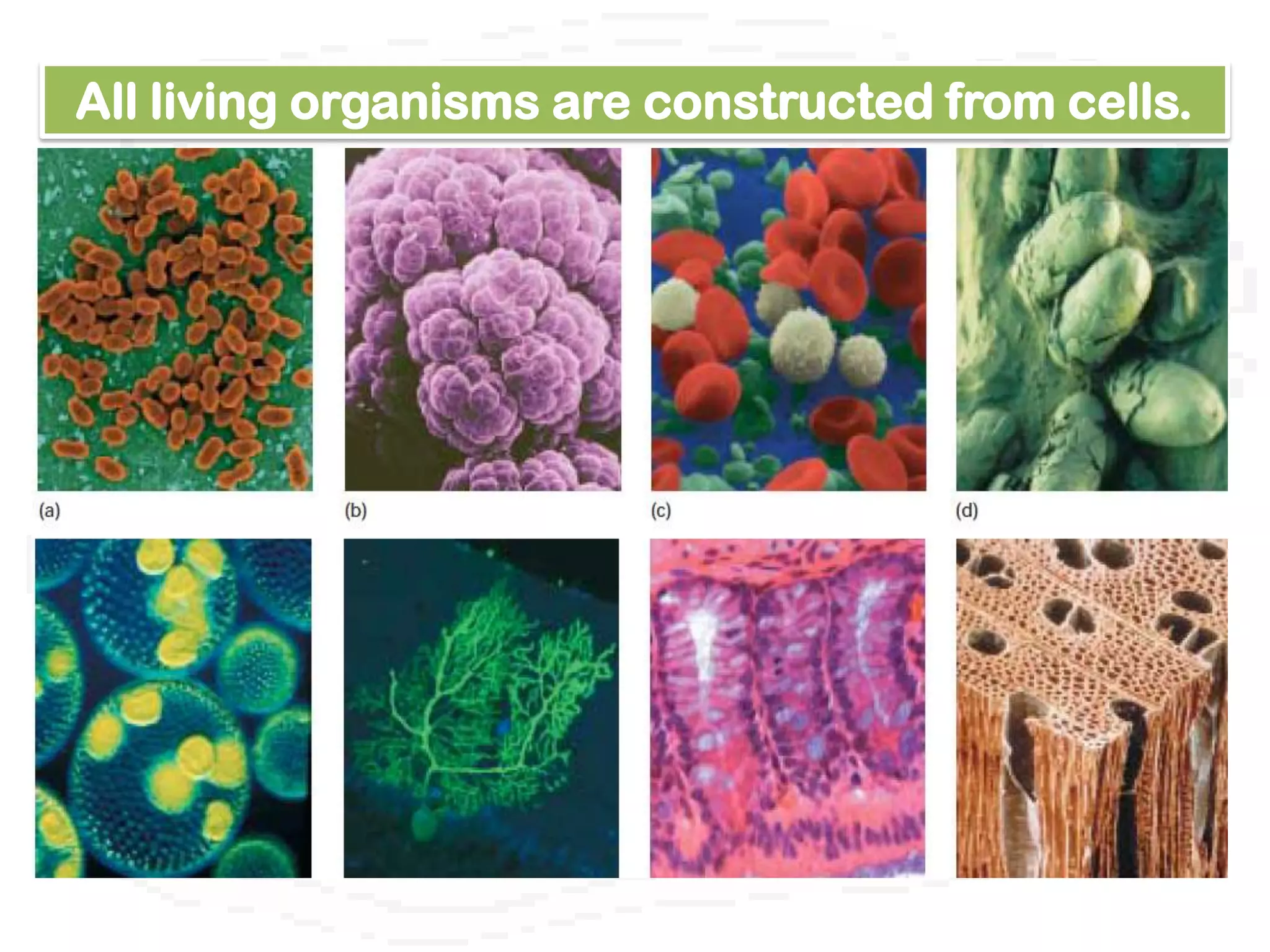 All living organisms are constructed from cells.
 