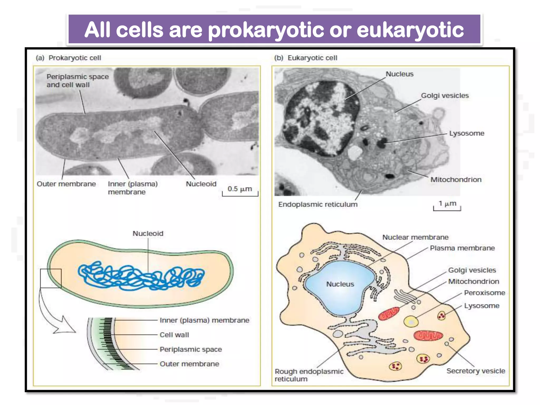 All cells are prokaryotic or eukaryotic
 