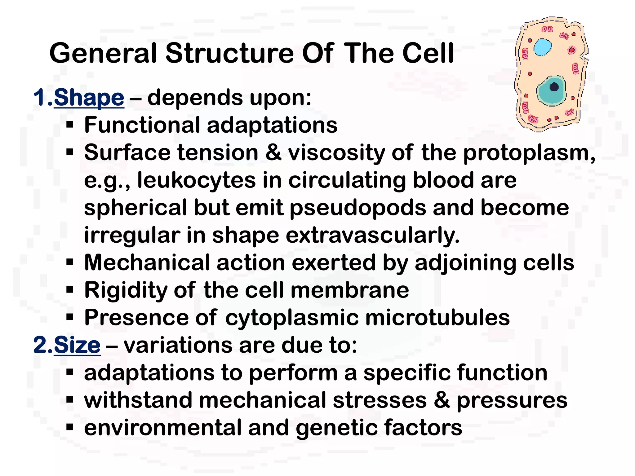 General Structure Of The Cell
1.Shape – depends upon:
    Functional adaptations
    Surface tension & viscosity of the protoplasm,
     e.g., leukocytes in circulating blood are
     spherical but emit pseudopods and become
     irregular in shape extravascularly.
    Mechanical action exerted by adjoining cells
    Rigidity of the cell membrane
    Presence of cytoplasmic microtubules
2.Size – variations are due to:
    adaptations to perform a specific function
    withstand mechanical stresses & pressures
    environmental and genetic factors
 