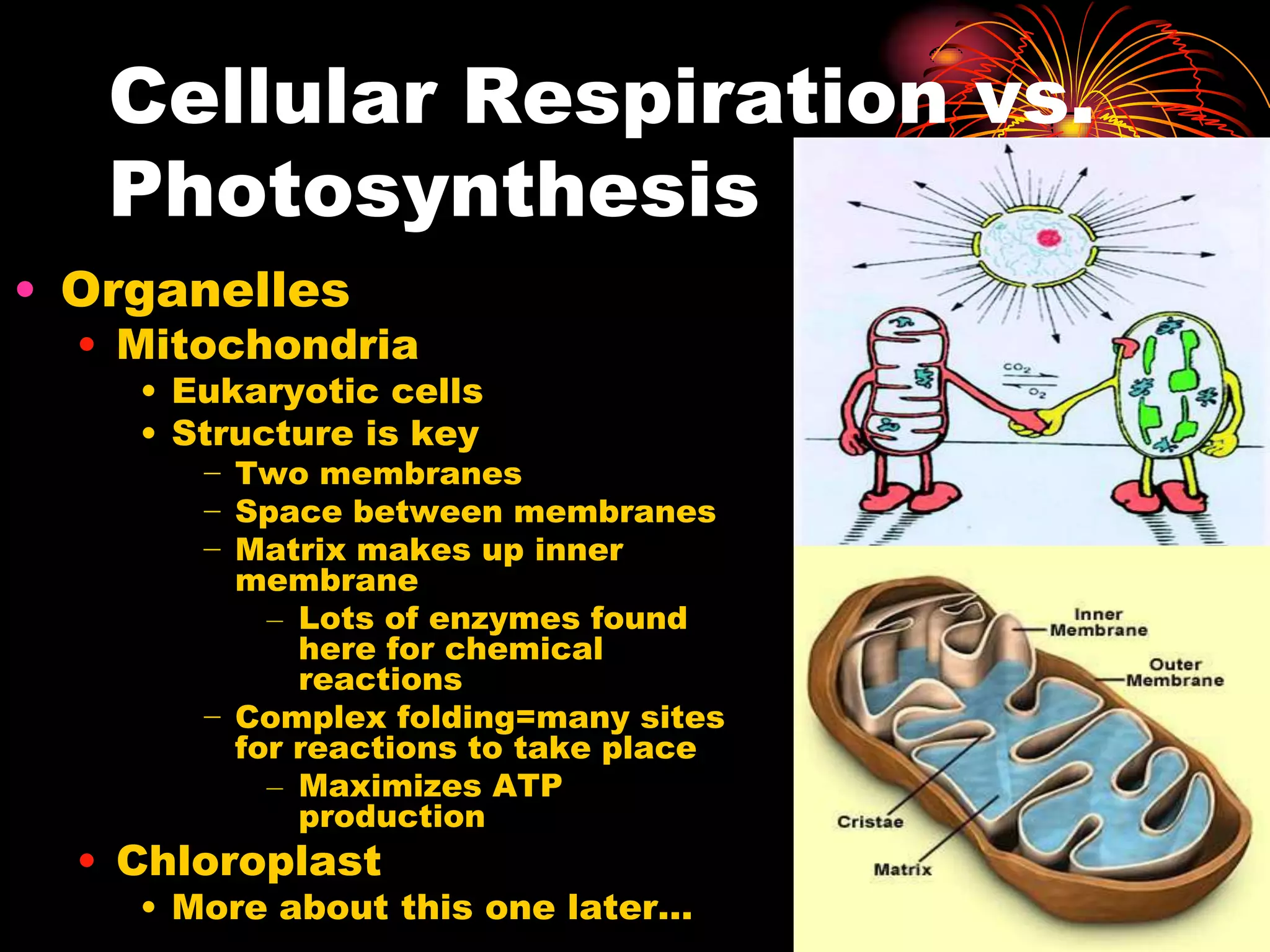 Cellular Respiration vs. PhotosynthesisOrganellesMitochondriaEukaryotic cellsStructure is keyTwo membranesSpace between membranesMatrix makes up inner membraneLots of enzymes found here for chemical reactionsComplex folding=many sites for reactions to take placeMaximizes ATP productionChloroplastMore about this one later…