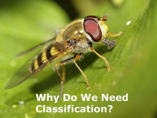 Why Do We Need
Classification?
    Free Powerpoint Templates
                                Page 1
 