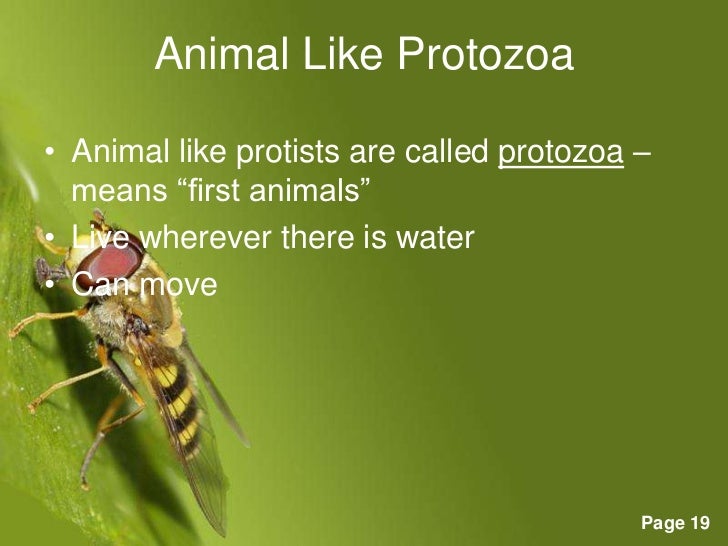 Most Plant Like Protists Can Move To Get Food Most Plant Like Protists Can Move To Get Food