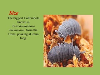 Size
The biggest Collembola
known is
Tetrodontophora
bielanensis, from the
Urals, peaking at 9mm
long.
 