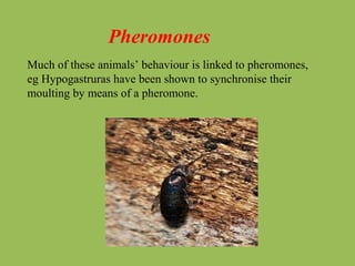 Pheromones
Much of these animals’ behaviour is linked to pheromones,
eg Hypogastruras have been shown to synchronise their
moulting by means of a pheromone.
 