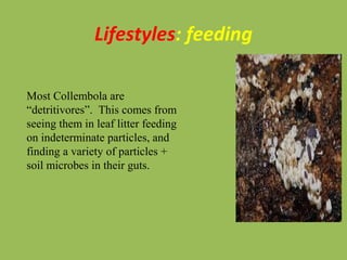 Lifestyles: feeding
Most Collembola are
“detritivores”. This comes from
seeing them in leaf litter feeding
on indeterminate particles, and
finding a variety of particles +
soil microbes in their guts.
 
