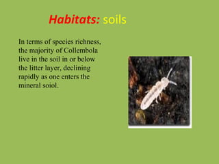 Habitats: soils
In terms of species richness,
the majority of Collembola
live in the soil in or below
the litter layer, declining
rapidly as one enters the
mineral soiol.
 