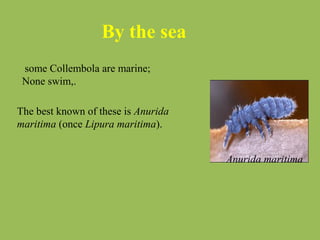 By the sea
some Collembola are marine;
None swim,.
The best known of these is Anurida
maritima (once Lipura maritima).
Anurida maritima
 