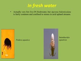 In fresh water
• Actually very few live IN freshwater, but Agrenia bidenticulata
is fairly common and confined to stones in acid upland streams.
Podura aquatica
Sminthurides
aquaticus
 