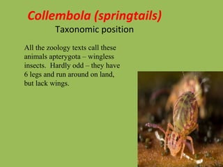 Collembola (springtails)
Taxonomic position
All the zoology texts call these
animals apterygota – wingless
insects. Hardly odd – they have
6 legs and run around on land,
but lack wings.
 