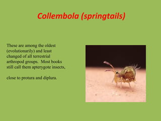 Collembola (springtails)
These are among the oldest
(evolutionarily) and least
changed of all terrestrial
arthropod groups. Most books
still call them apterygote insects,
close to protura and diplura.
 