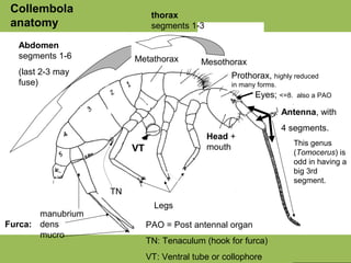 Antenna, with
4 segments.
This genus
(Tomocerus) is
odd in having a
big 3rd
segment.
Eyes; <=8. also a PAO
Head +
mouth
manubrium
Furca: dens
mucro
Legs
TN
Metathorax Mesothorax
Prothorax, highly reduced
in many forms.
VT
Abdomen
segments 1-6
(last 2-3 may
fuse)
thorax
segments 1-3
PAO = Post antennal organ
TN: Tenaculum (hook for furca)
VT: Ventral tube or collophore
Collembola
anatomy
 