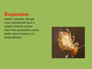 Respiration –
mainly cuticular, though
some sminthurids have a
simple tracheal system.
Their thin permeable cuticle
makes them creatures of
damp habitats.
.
 
