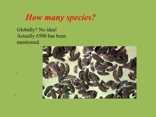 How many species?
Globally? No idea!
Actually 6500 has been
mentioned.
.
.
 