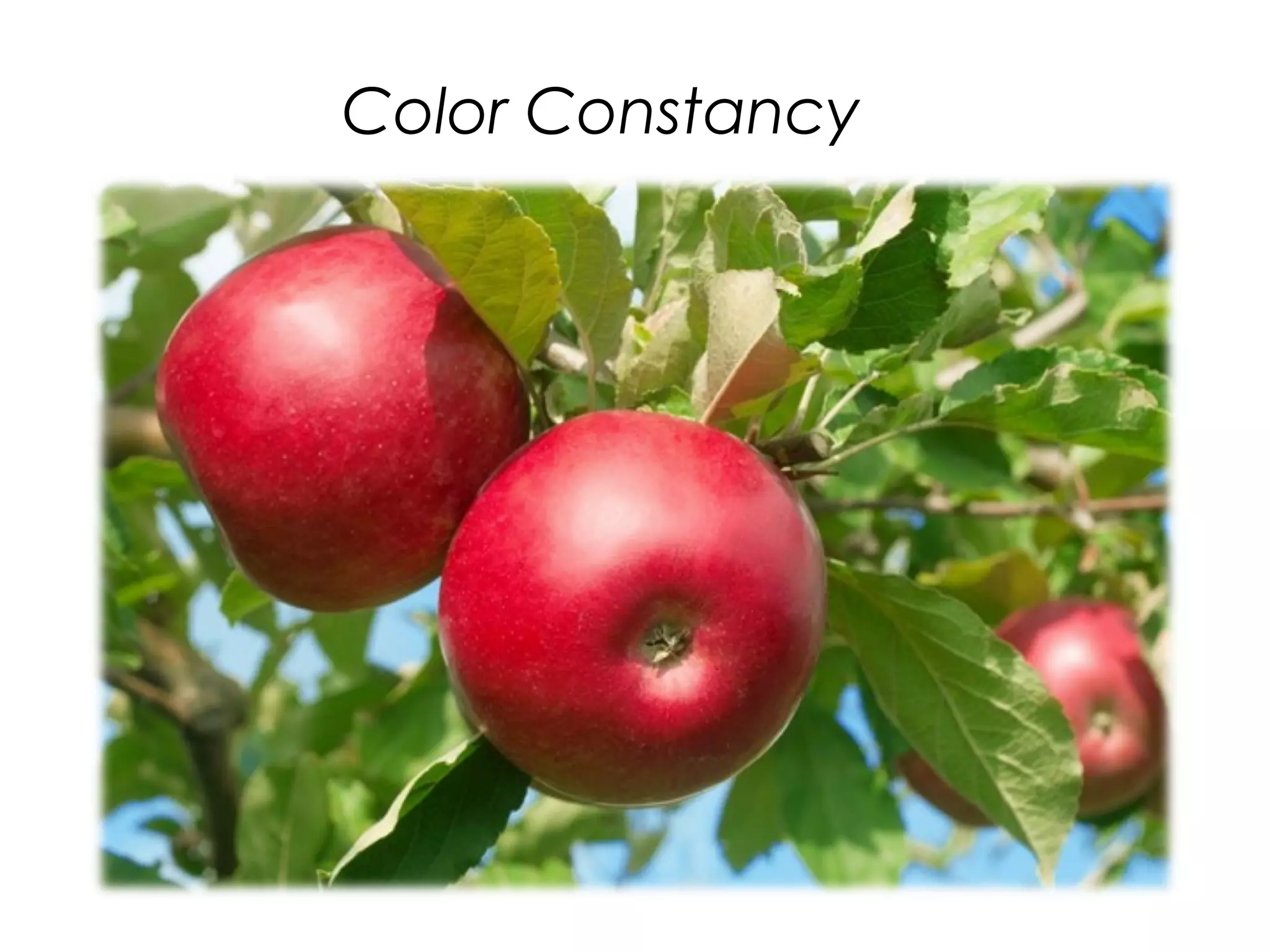 Color Constancy
 