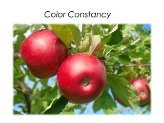 Color Constancy
 