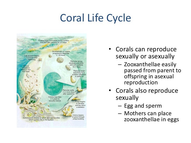 Intro to Corals