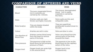 COMPARISON OF ARTERIES AND VEINS
 