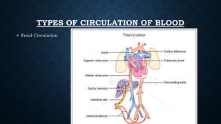 TYPES OF CIRCULATION OF BLOOD
• Fetal Circulation
 