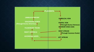 UMBILICAL ARTERY
DESCENDING AORTA
(Through Ductus Arteriosus)
PULMONARY TRUNK
RIGHT VENTRICLE
ASCENDING AORTA
UMBILICAL VEIN
PORTAL VEIN
(Through Ductus Venosus)
INFERIOR VENA CAVA
RIFHT ATRIUM
(Through Foramen Ovale)
LEFT ATRIUM
PLACENTA
 