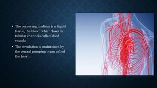 • The conveying medium is a liquid
tissue, the blood, which flows in
tubular channels called blood
vessels.
• The circulation is maintained by
the central pumping organ called
the heart.
 
