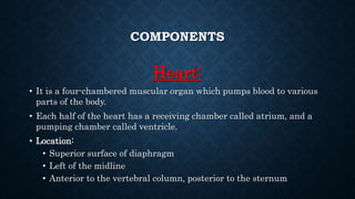 COMPONENTS
Heart:
• It is a four-chambered muscular organ which pumps blood to various
parts of the body.
• Each half of the heart has a receiving chamber called atrium, and a
pumping chamber called ventricle.
• Location:
• Superior surface of diaphragm
• Left of the midline
• Anterior to the vertebral column, posterior to the sternum
 