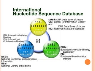 IAM: International Advisory
Meeting
ICM: International
Collaborative Meeting
International
Nucleotide Sequence Database
EMBL:
European Molecular Biology
Laboratory
EBI:
European Bioinformatics
Institute
DDBJ: DNA Data Bank of Japan
CIB: Center for Information Biology
and
DNA Data Bank of Japan
NIG: National Institute of Genetics
NCBI:
National Center for Biotechnology
Information
NLM:
National Library of Medicine
 