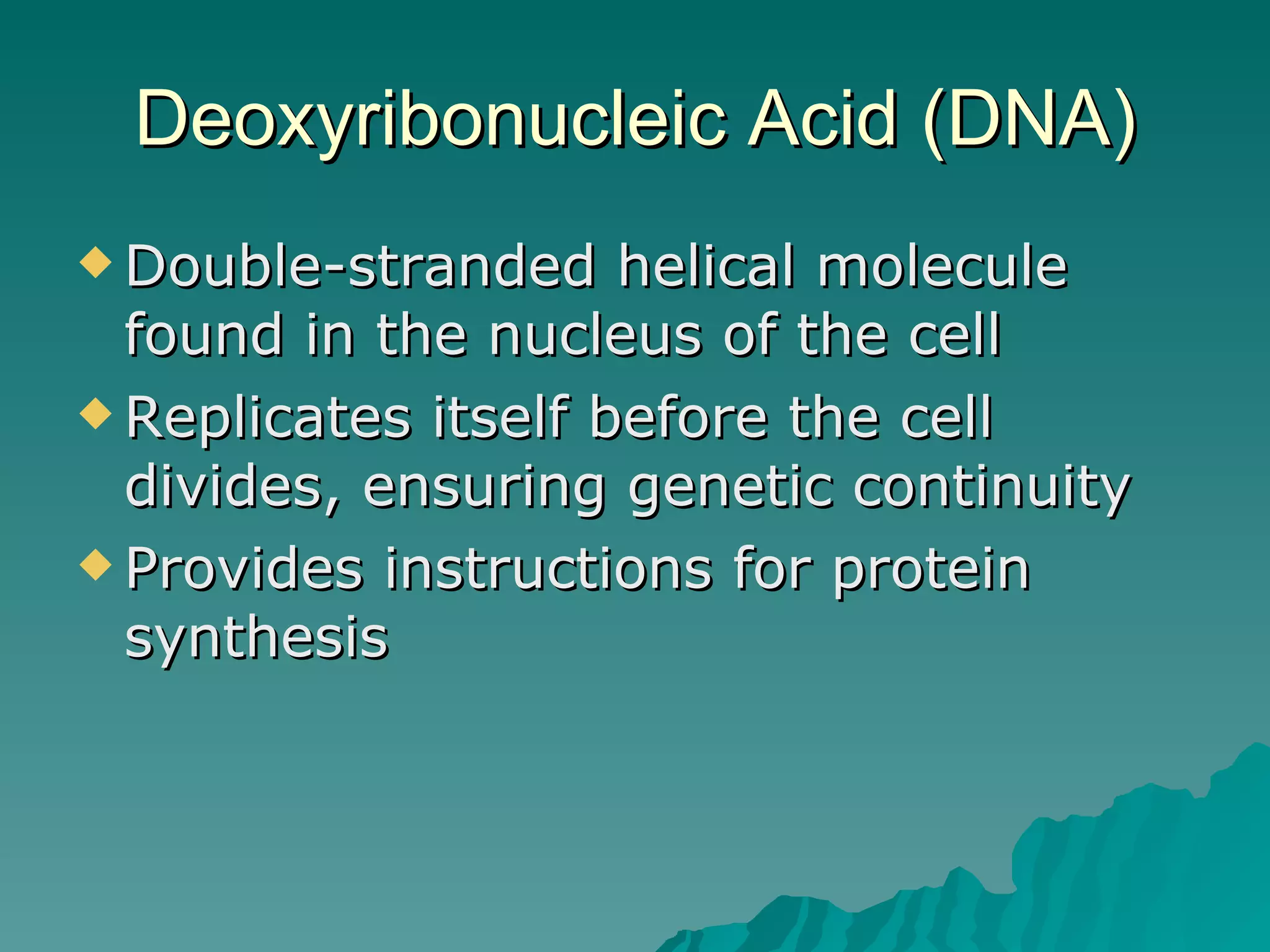 Deoxyribonucleic Acid (DNA) Double-stranded helical molecule found in the nucleus of the cell Replicates itself before the cell divides, ensuring genetic continuity Provides instructions for protein synthesis