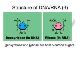 Dna Structure Ribose Intro to DNA.ppt